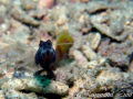   This Shrimp Goby was waiting his photo shoots one after another.A focus pic another.(A another(A another (A  